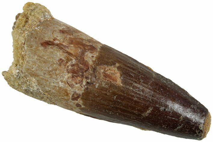 Fossil Spinosaurus Tooth - Real Dinosaur Tooth #230733